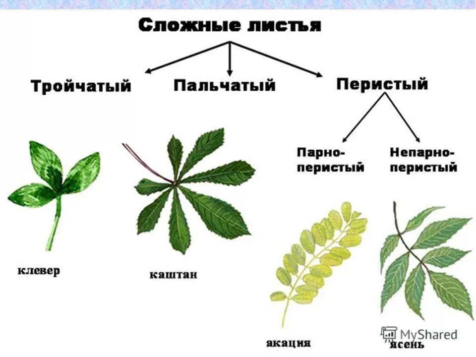 Рисунок простого и сложного листа