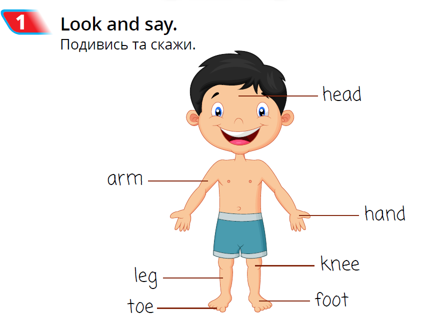 Рисунок части тела на английском языке с переводом