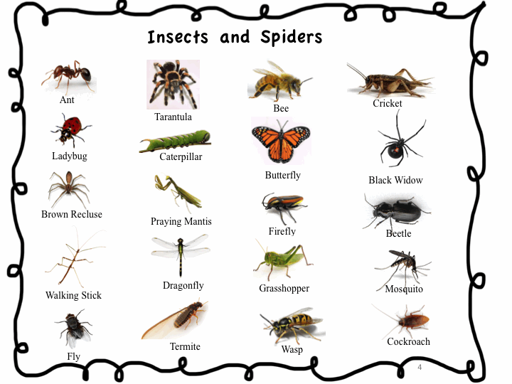 Жук на английском языке. Насекомые с названиями для детей. Насекомые название насекомых. Насекомые на английском языке. Название насекомых по английскому.
