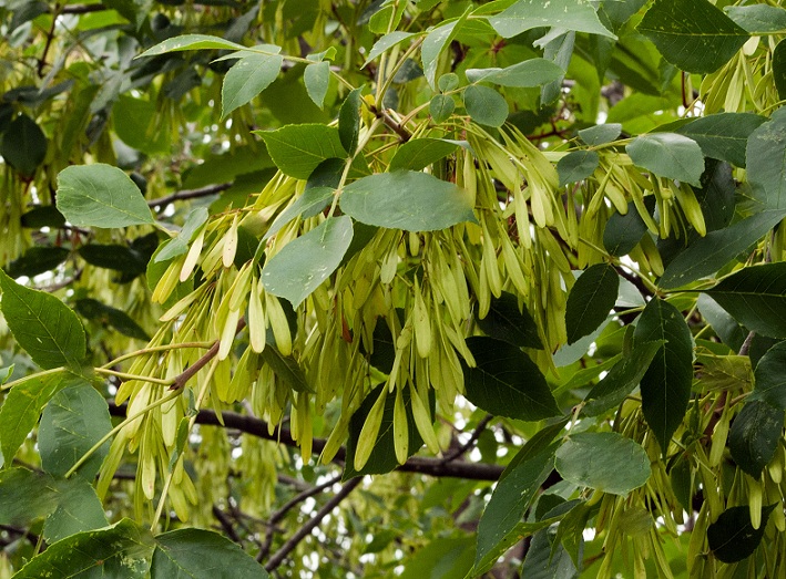 Ясень обыкновенный латынь. Ясень обыкновенный Fraxinus Excelsior. Ясень пенсильванский лист. Ясень Зибольда. Ясень пенсильванский Fraxinus pennsylvanica.