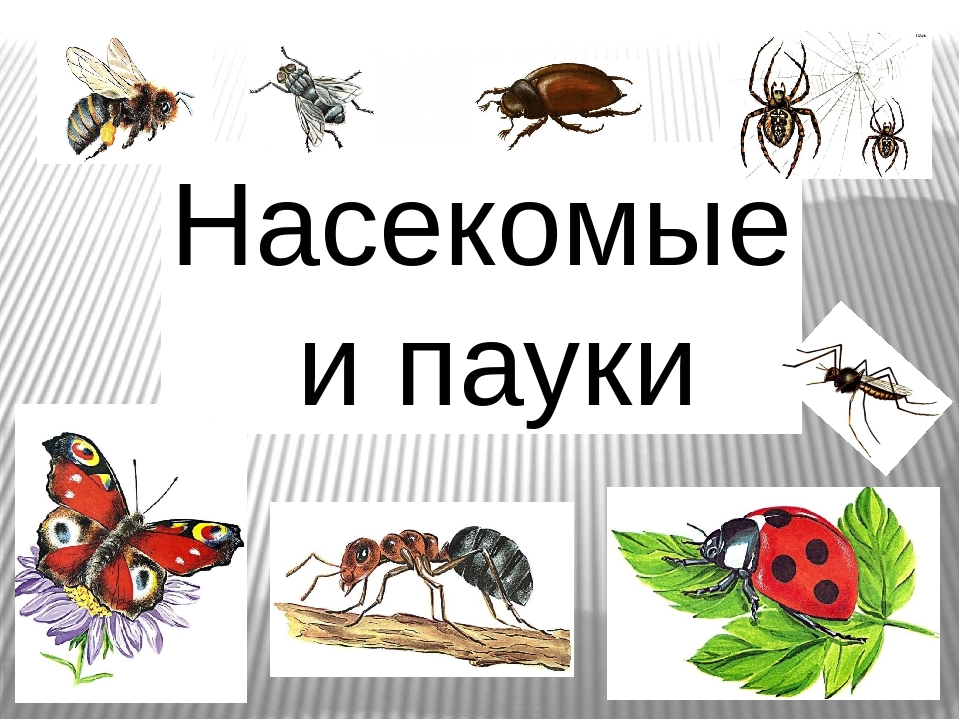 Насекомые и пауки презентация для дошкольников