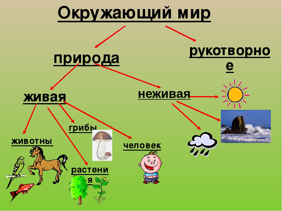 Описание экологических связей изобрази их с помощью схемы