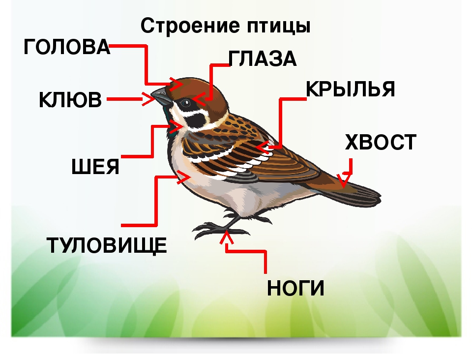 Птицы схема 1 класс