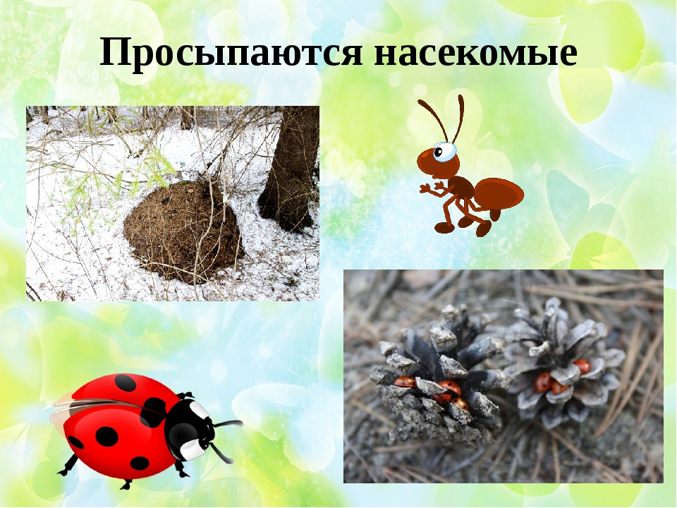 Жизнь насекомых весной