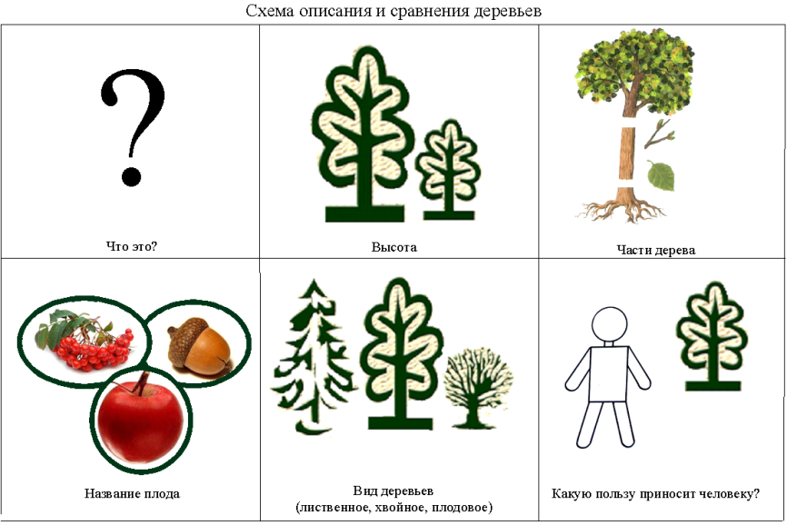 Планирование тема лес. Схема описания дерева для дошкольников. Схема описательного рассказа деревья. Алгоритм описания дерева. Алгоритм описания дерева для детей.