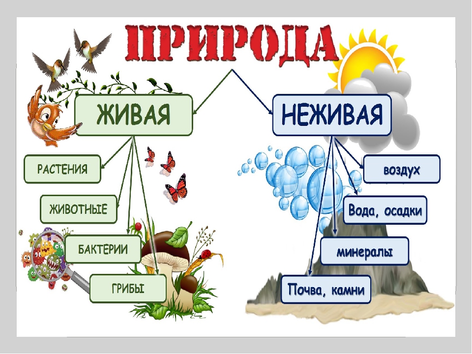 Окружающий мир план урока 2 класс