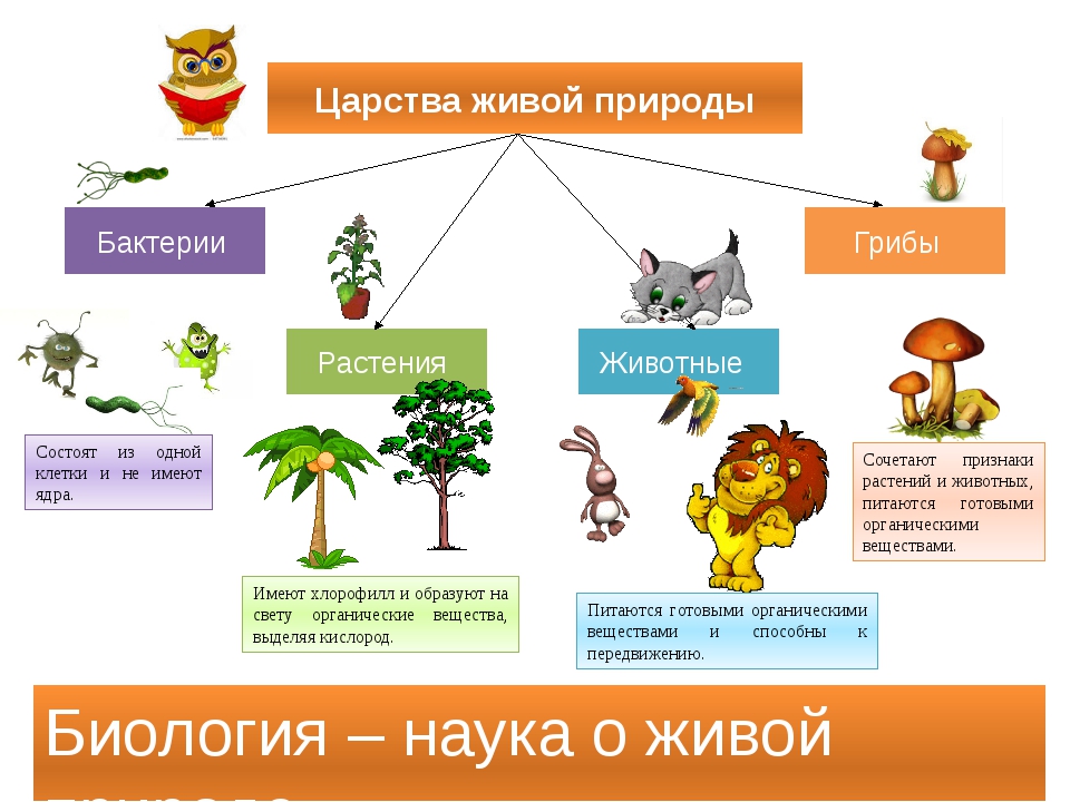 План урока по окружающему миру