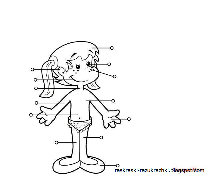 Части тела рисовать