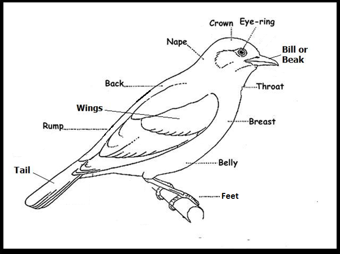 Главные признаки птиц схематический рисунок. Части тела птицы на английском. Строение птицы раскраска. Части тела птицы раскраска. Строение птицы на английском языке.