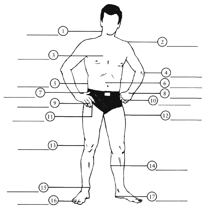 Части тела человека схема