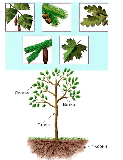 Части дерева схема для детей