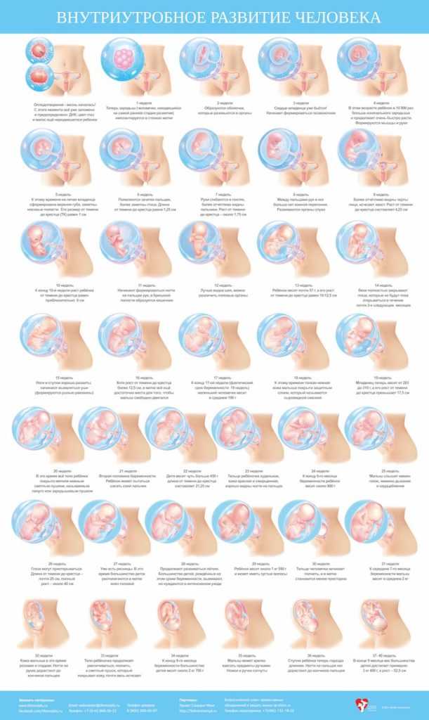Развитие плода по неделям картинки