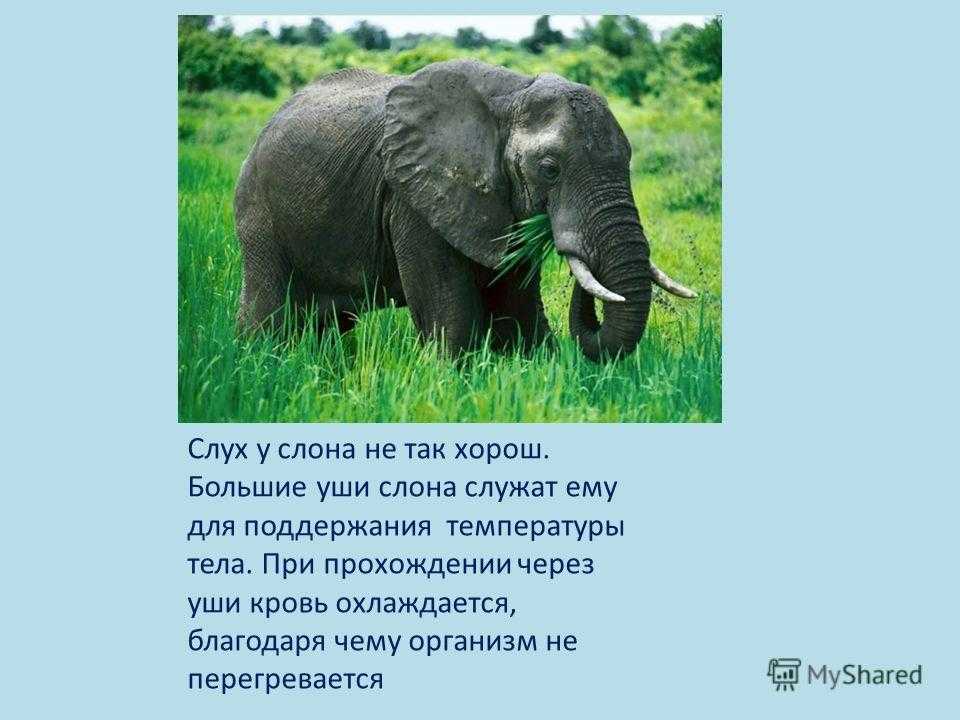 Слон наполеон загадка. Загадка про слона. О слонах детям. Загадка про слоника. Слон для презентации.