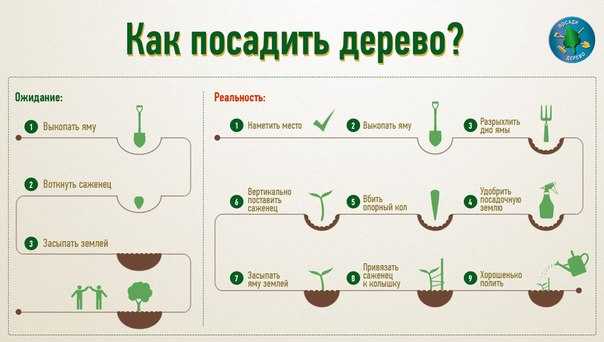 Через сколько можно посадить. Как посадить дерево. Этапы посадки деревьев. Как посадить деревце. Как сажать деревья.