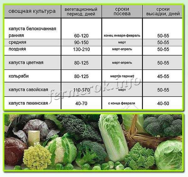 С какого возраста можно кушать гороховый суп детям с какого возраста