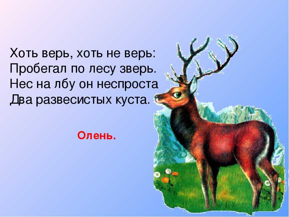 5 загадок с животными