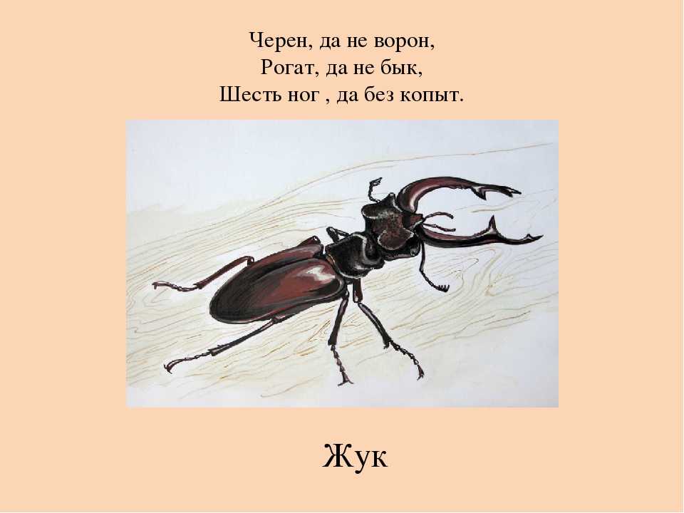 На лугу живет скрипач ходит. Чёрен да не ворон рогат да не бык шесть ног без копыт. Чёрен да не ворон рогат да не бык. Черен а не ворон рогат а не бык шесть ног без копыт. Загадка чёрен да не ворон рогат да не бык шесть ног без копыт ответ.