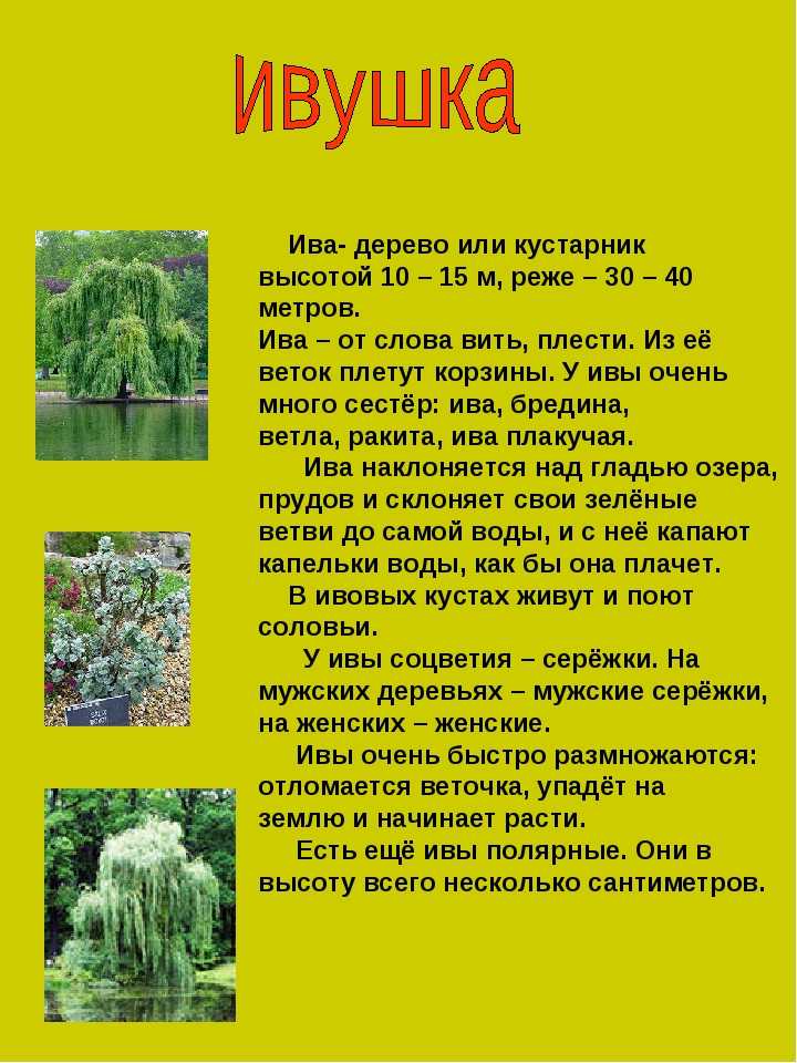 Песня ивушки текст. Рассказ про иву. Рассказ про иву для детей. Ива дерево описание. Доклад про дерево Ива.