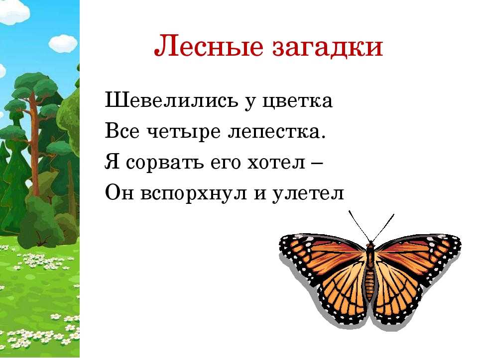 Загадка про окружающий мир 2 класс. Загадки про лес. Загадка с отгадкой лес. Лесные загадки для дошкольников. Загадки про лес с ответами.
