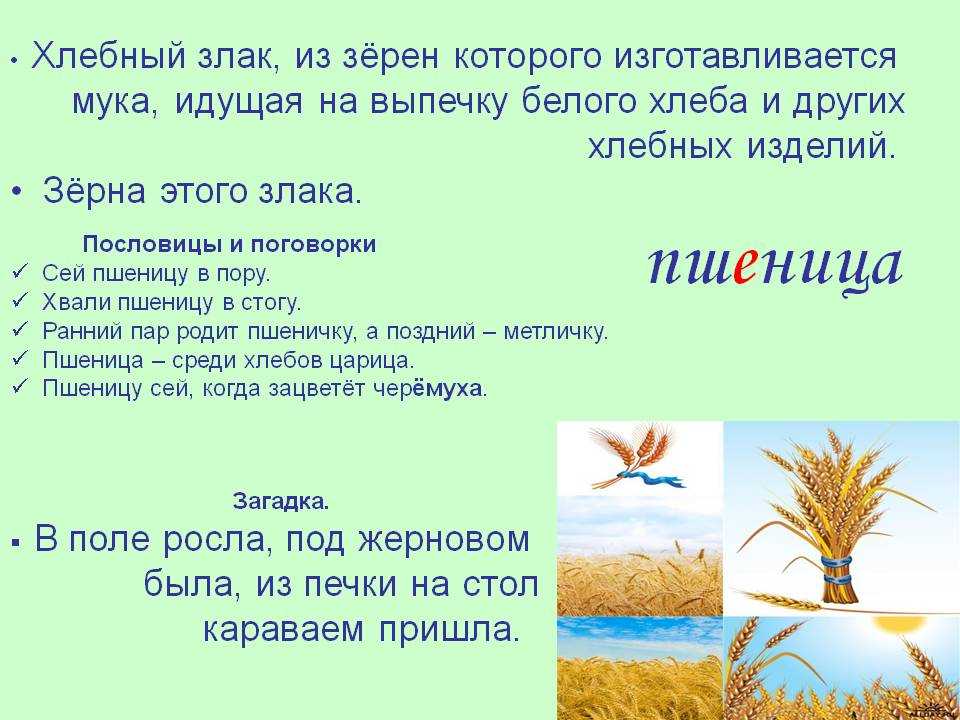 Найти слова колос. Загадка про пшеницу. Пословицы про пшеницу. Загадка про пшеницу для детей. Пословицы про пшеницу для детей.