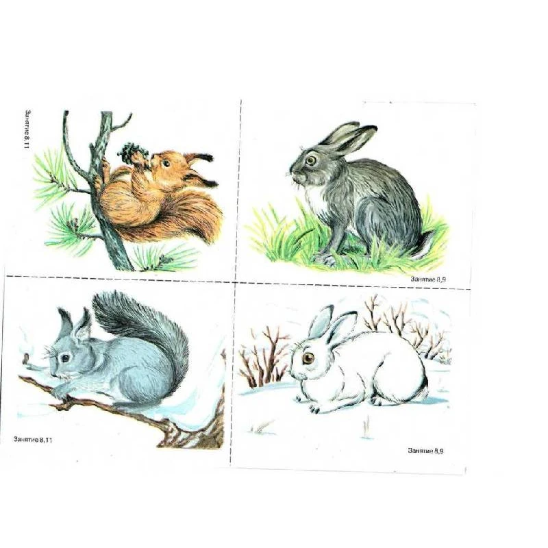 Развитие речи зайцы старшая группа. Звери зимой карточки для детей. Сюжетная картина зайцы. Дикие животные зимой логопед. Картина зайцы развитие речи.