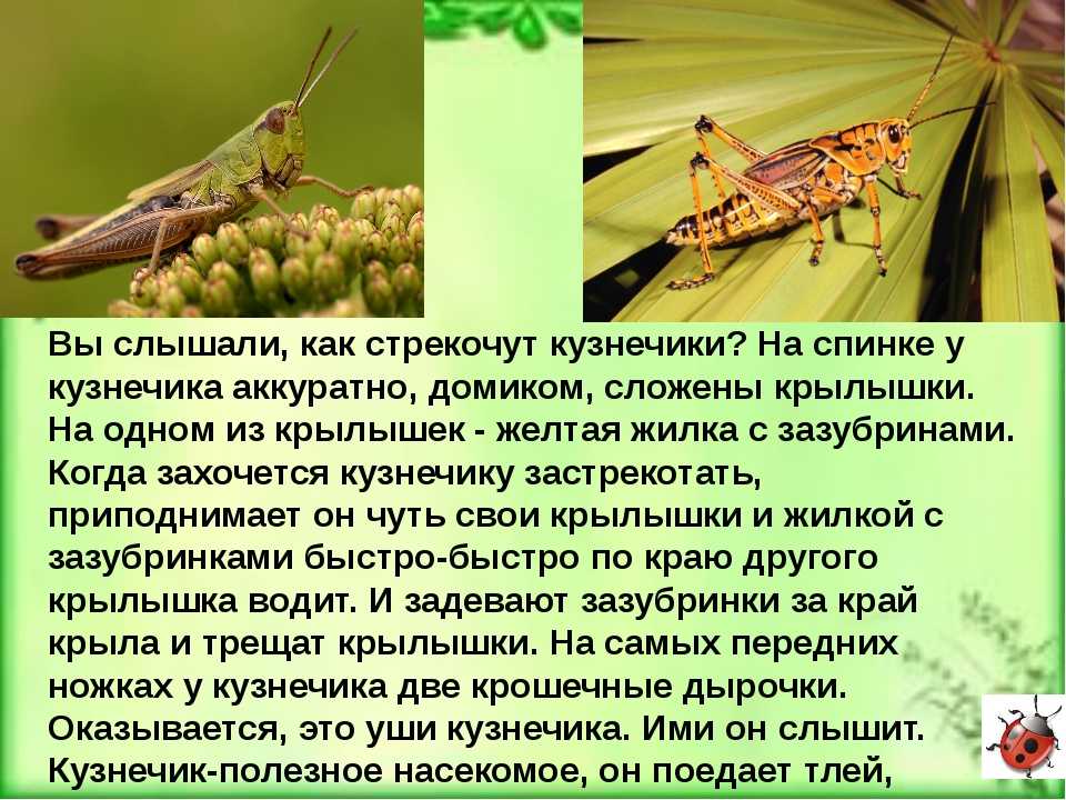 Сверчок как издает звук. Рассказ о кузнечике. Доклад про кузнечика. Насекомые с описанием. Кузнечик рассказать детям.