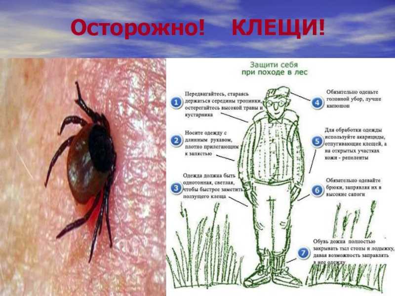 Рисунки осторожно клещи