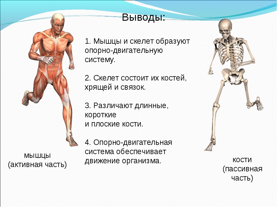 Двигательная структура. Опорно двигательная система скелет человека анатомия. Строение опорно-двигательной системы человека (мышечная система).. Опорно двигательная система скелет и мышцы. Опорно двигательная система строение кости.