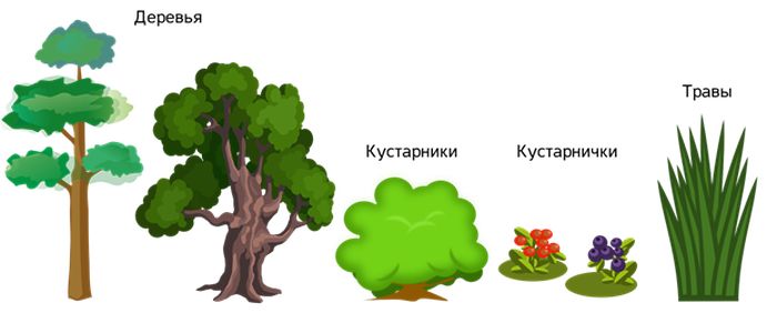 Дерево кустарник рисунок