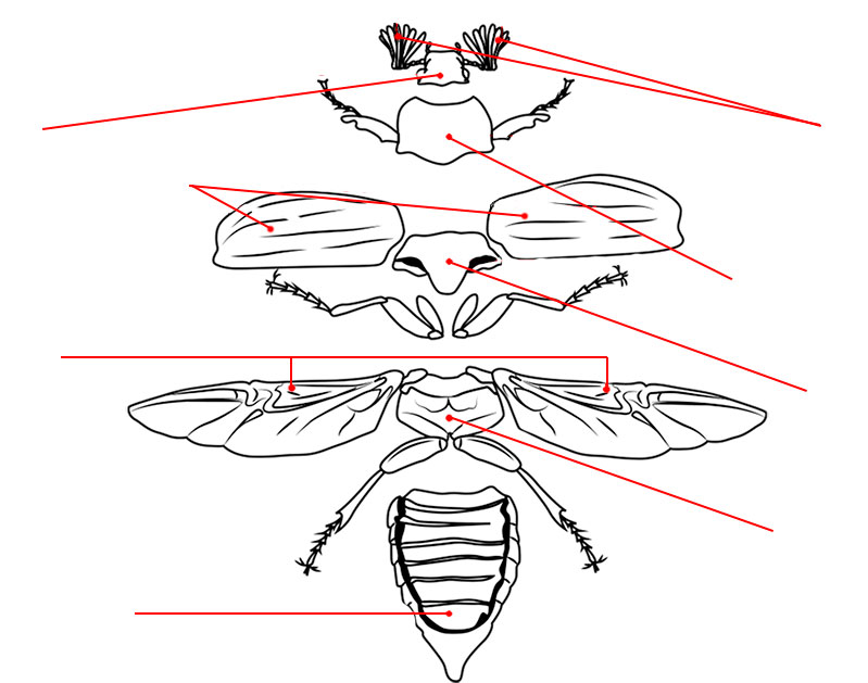 Майский жук части тела схема - 94 фото