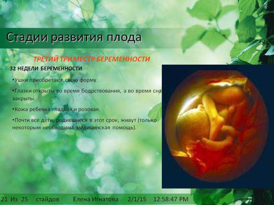 Формы развития плода. Этапы развития плода. Этапы формирования плода. Фетальная стадия развития плода. Стадии развития эмбриона по неделям.