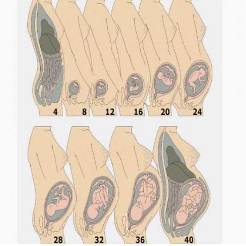 Развитие плода по неделям картинки