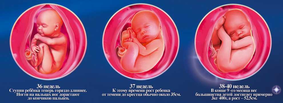 36 неделя беременности какой. Расположение ребенка в утробе. Малыш в утробе матери. Формирование ребёнка в утробе матери.