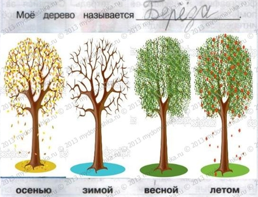 Дерево месяцев. Береза летом осенью зимой весной. Береза осенью зимой весной летом окружающий мир. Берёза осенью зимой и летом. Береза весной летом и осенью.