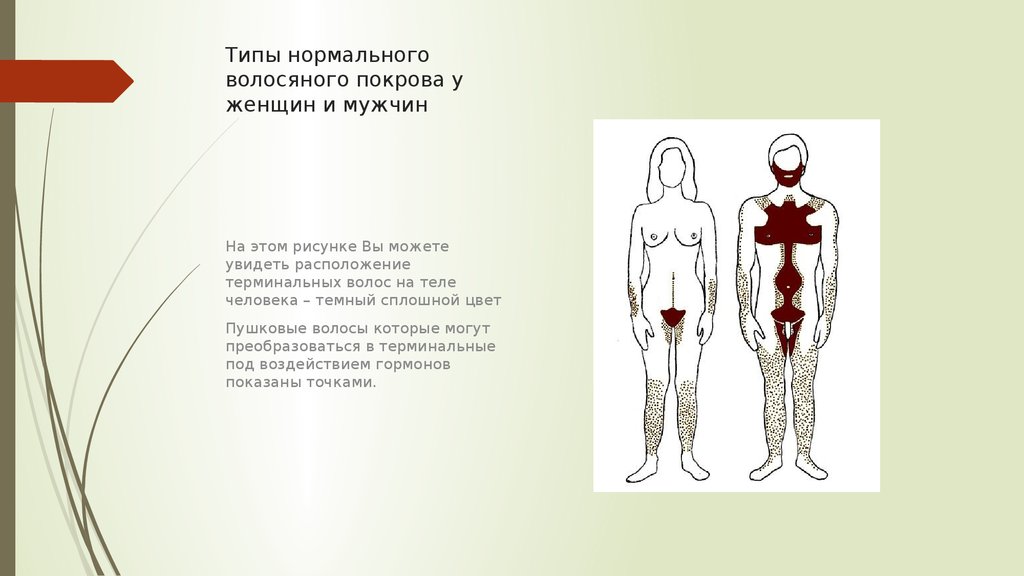 Этапы полового созревания у девочек фото