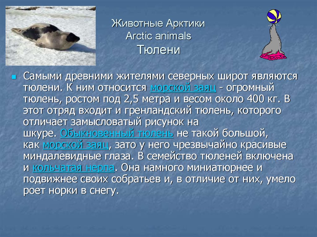 Животное арктических пустынь сообщение 4 класс. Доклад о арктических животных. Доклад о животных Арктики. Доклад про животного Арктики. Сведение животном в Арктике.