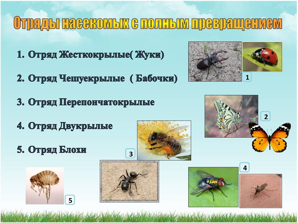 Презентация на тему развитие насекомых