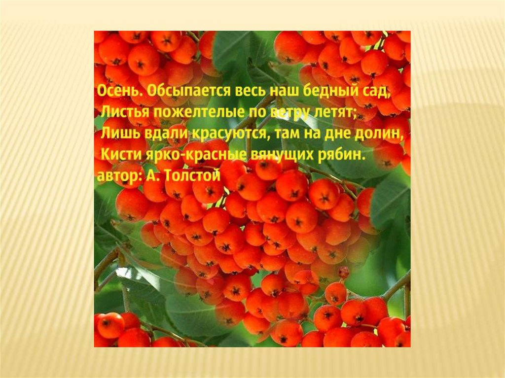 Цветы осенью стихи. Осень обсыпается весь наш бедный. Толстой осень обсыпается весь наш бедный сад. Кольори осени презентацiя на украинском.