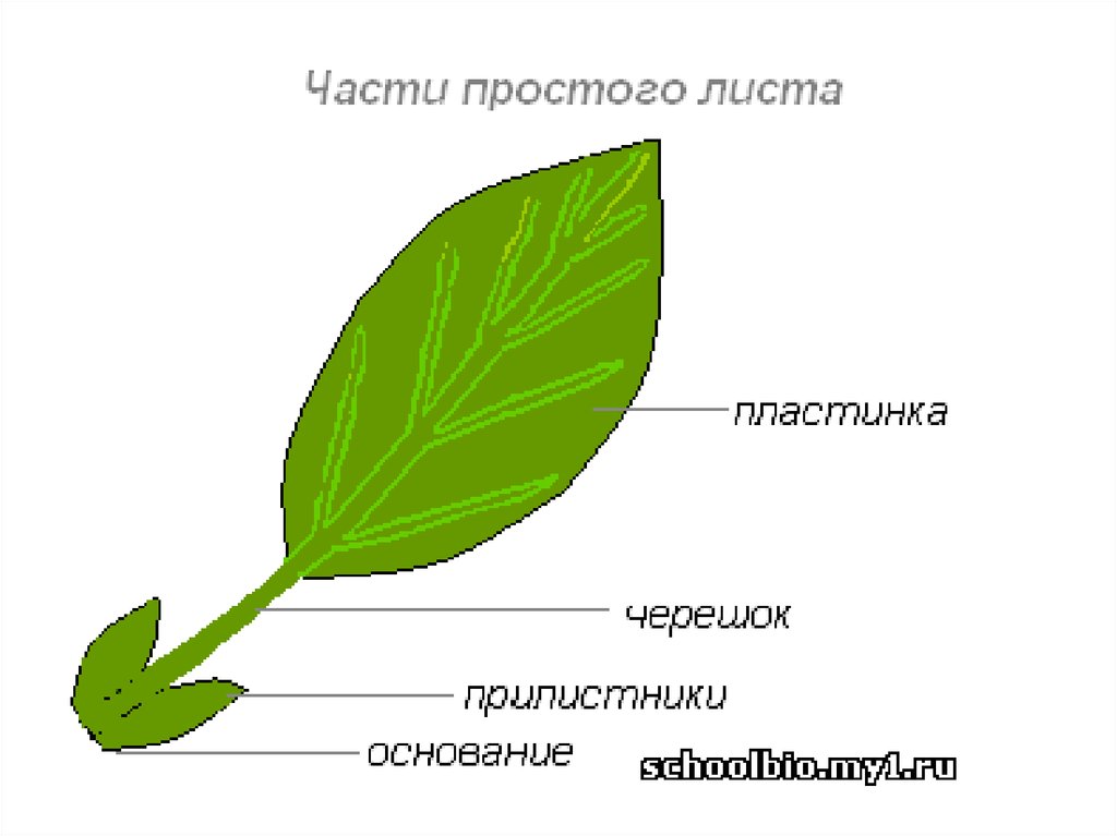 Части листа схема