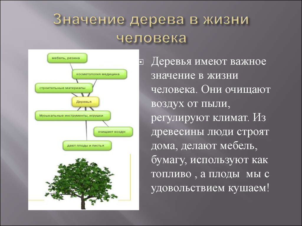 Лес и человек 4 класс окружающий мир презентация