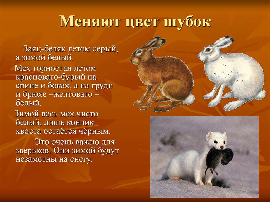 Изменение окраски шерсти у зайца беляка. Заяц меняет окраску. Зимой белый летом серый. Заяц меняет цвет шубки. Заяц зимой меняет шубку.