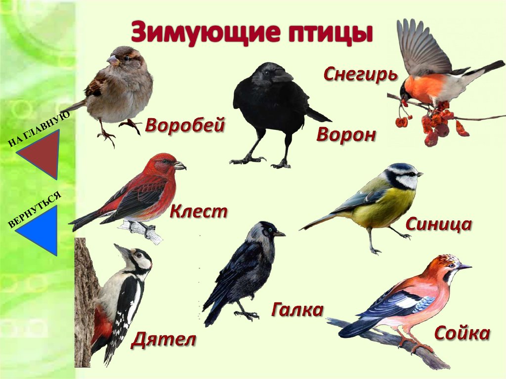 Какие птицы встретились. Зимующие птицы. Зимующие птицы названия. Зимующие птицы Челябинской области. Зимующие и перелетные птицы Урала.