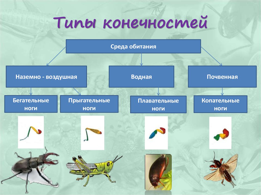 В каких средах по вашему мнению обитают насекомые ножки которых изображены на рисунке