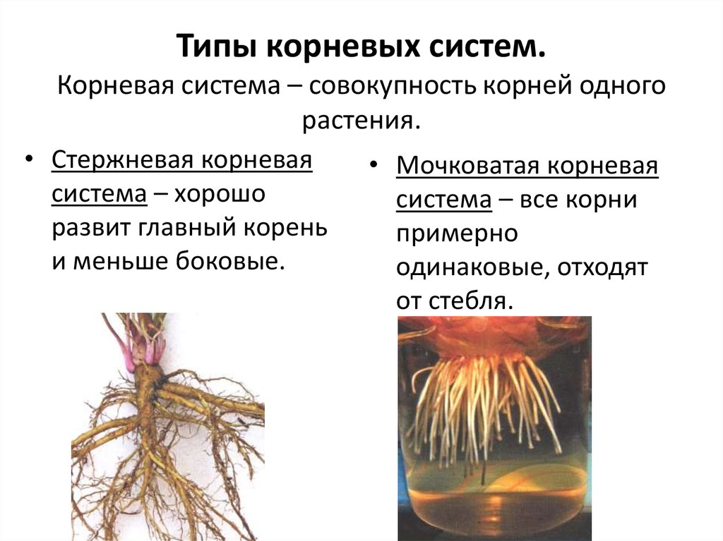 Корневая система цветковых растений. Типы корневых систем стержневая и мочковатая. Стержневая и мочковатая корневая система. Корневая система 5 класс биология. Типы корневых систем 5 класс биология.