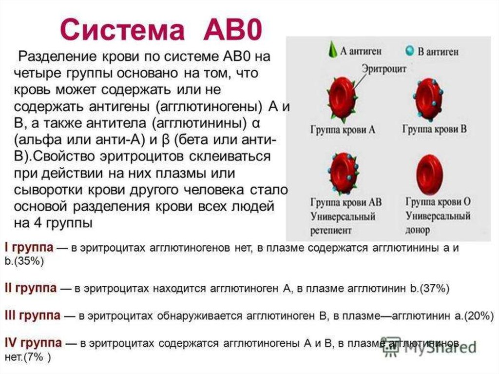 Исследование групп крови и их влияние на характер человека проект по биологии