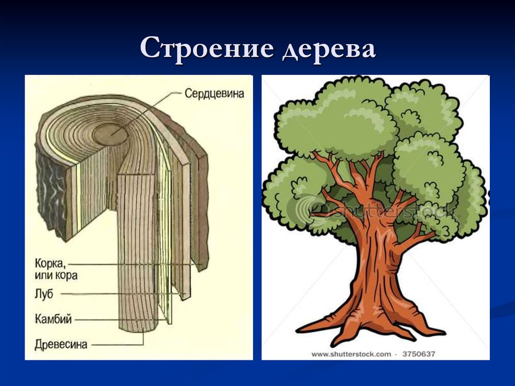 Стебель дуба. Тополь строение древесины. Строение ствола лиственного дерева. Строение дерева схема. Строение дерева для детей.