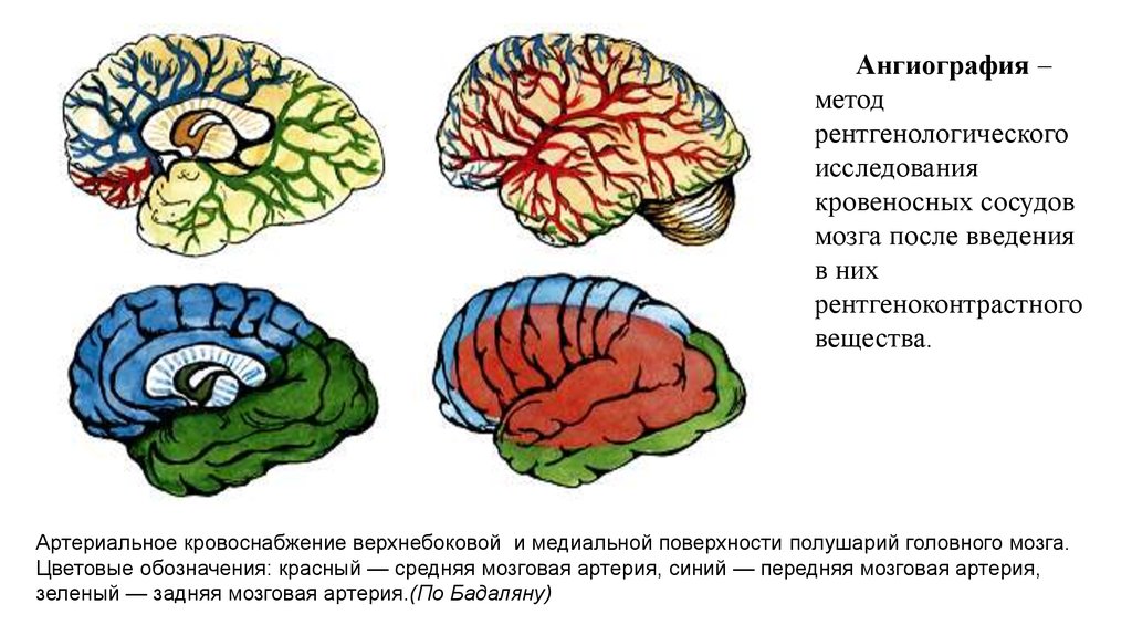 Функции переднего большого мозга