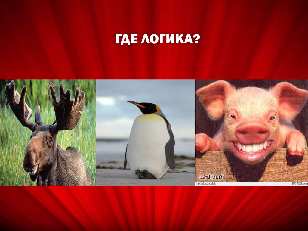 Куда общ