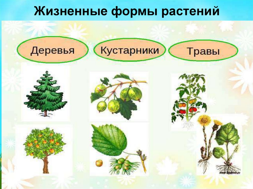 Кустарники презентация для дошкольников