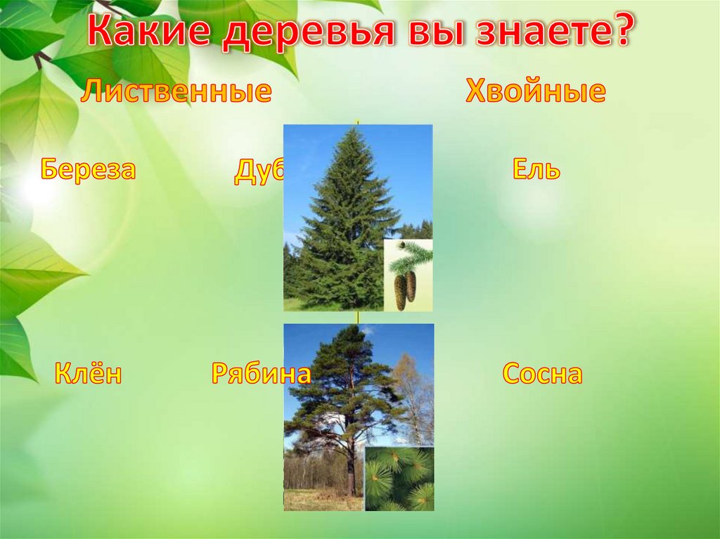 Какое дерево выбрать. Какие деревья какие виды деревьев вы знаете. Неживая природа дерево. Дерево живое и неживое. Какие деревья ты знаешь.